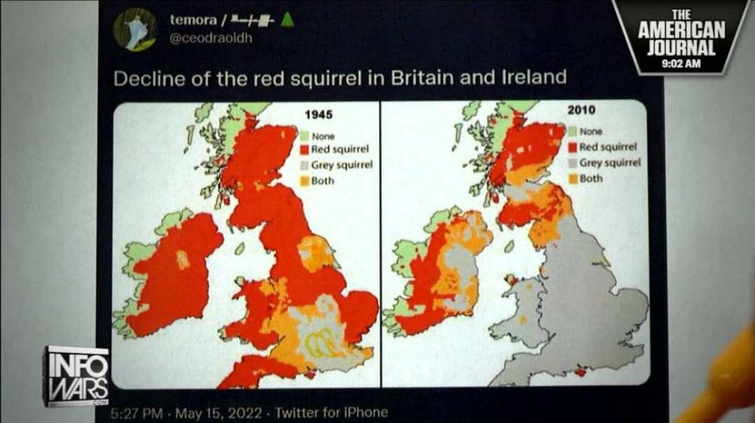 “Replacement Migration” Decimates UK Population… Of Red Squirrels