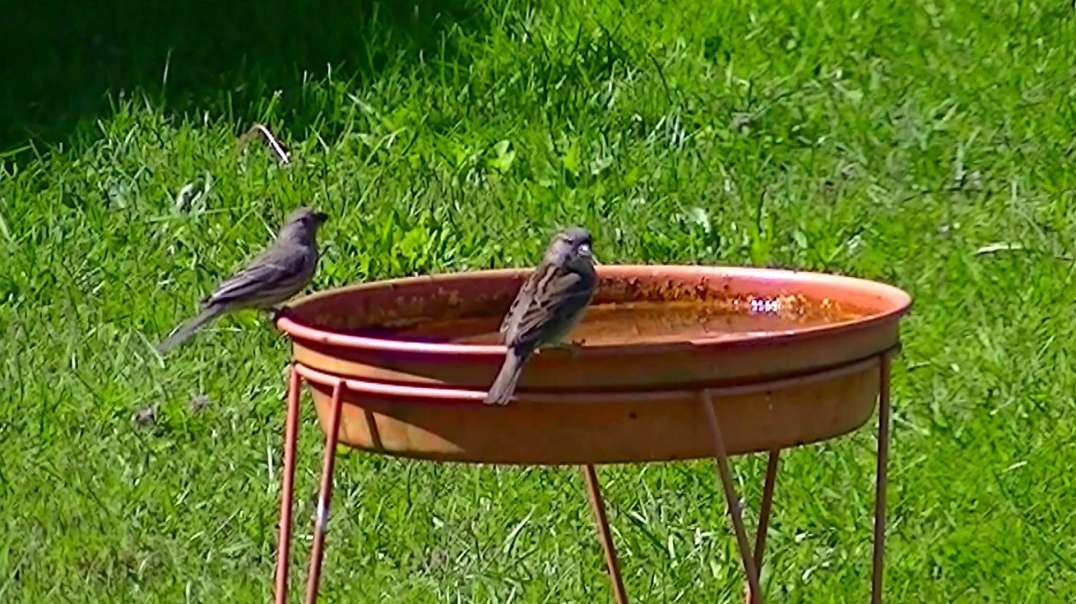 IECV NV #564 - 👀 Two Female House Sparrows Out For A Drink Of Water 5-12-2018
