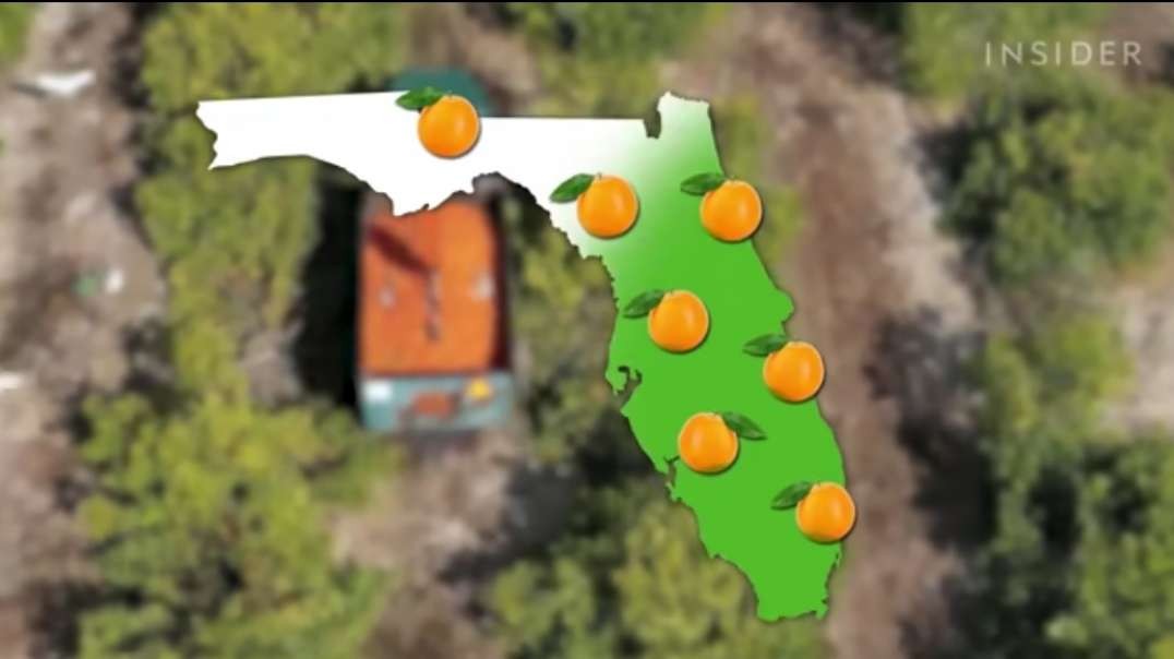 Why Florida Oranges Had The Worst Harvest Since World War II _ Big Business.mp4