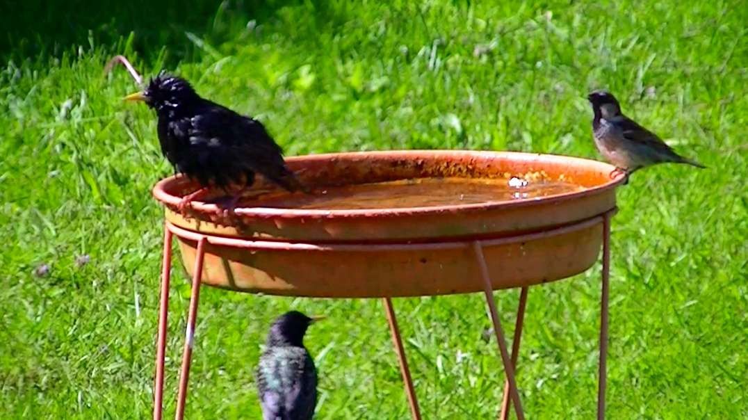IECV NV #570 - 👀 European Starlings Bathing And One Male House Sparrow Getting A Drink 5-12-2018