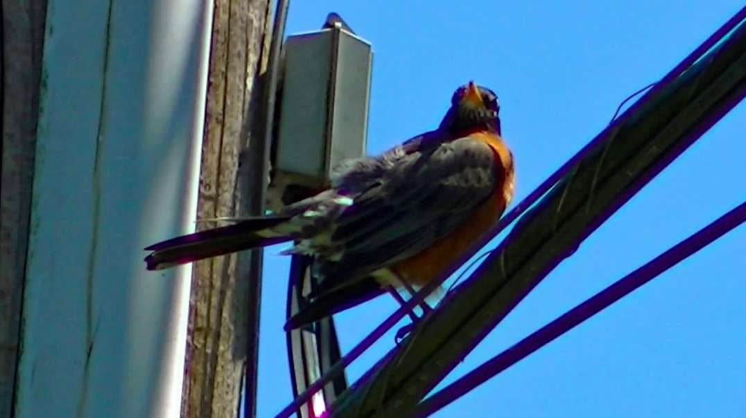 IECV NV #576 - 👀 American Robin On The Phone Line Soaking Up Some Sunshine 5-13-2018