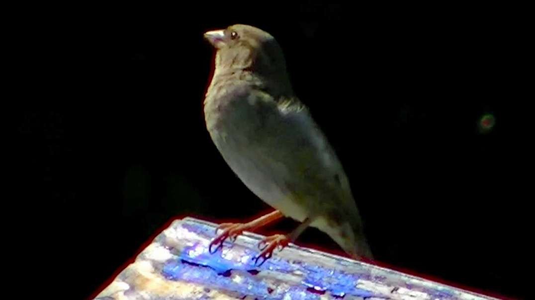 IECV NV #577 - 👀 Female House Sparrow At The Wishing Well 5-13-2018