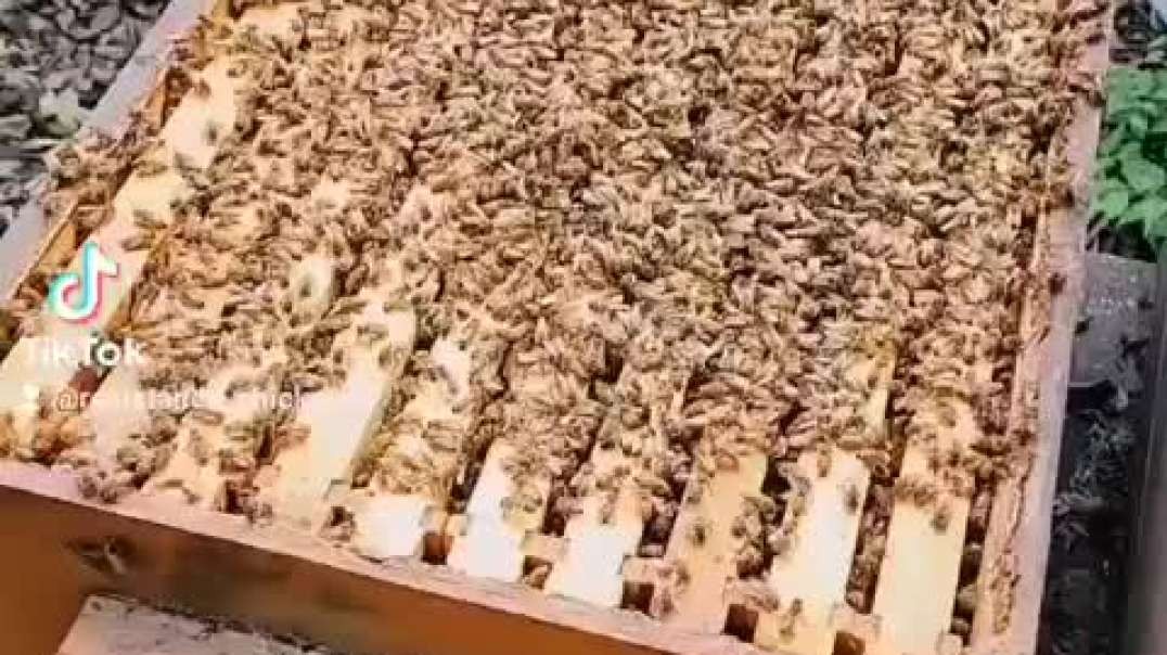 Bee harvest For June 2022