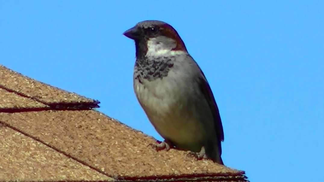 IECV NV #574 - 👀 Male House Sparrow On The Roof 5-13-2018