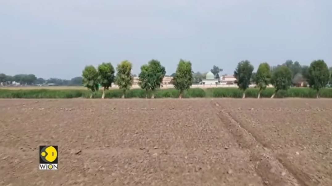 Heatwave hits Pakistan's Mango output as it is set to fall by 50_ _ World Englis.mp4