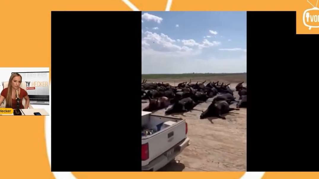 ivoryhecker Thousands of Kansas Cattle Dead Key Details The Media is Ignoring.mp4
