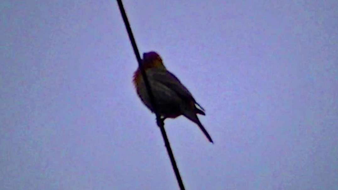 IECV NV #582 - 👀 Male House Finch Up On The Wire 5-17-2018