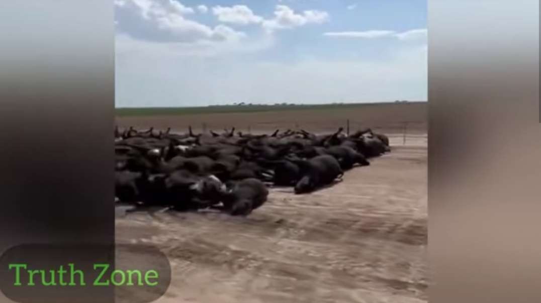 THE PLANNED FOOD SHORTAGES CONTINUE...CATTLE BEING KILLED OFF....mp4