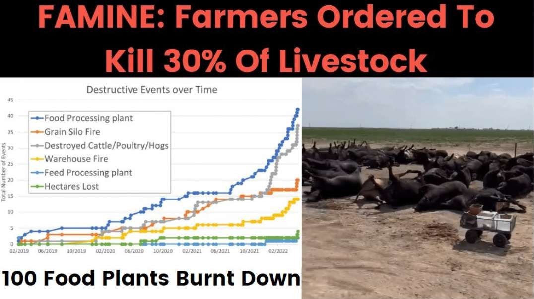 FAMINE Dutch to cull 30% of livestock!