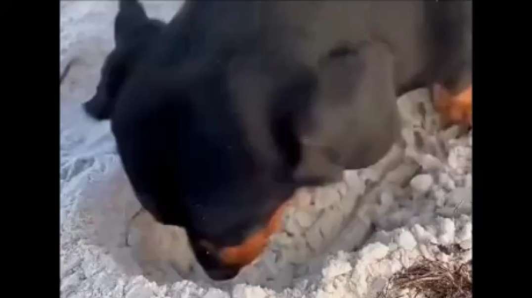 Sausage on the beach sand digging exercise.mp4