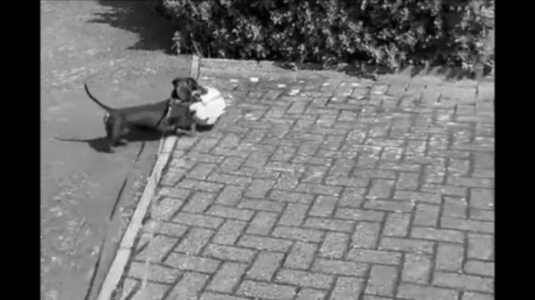 Sausage a ball his strollin'