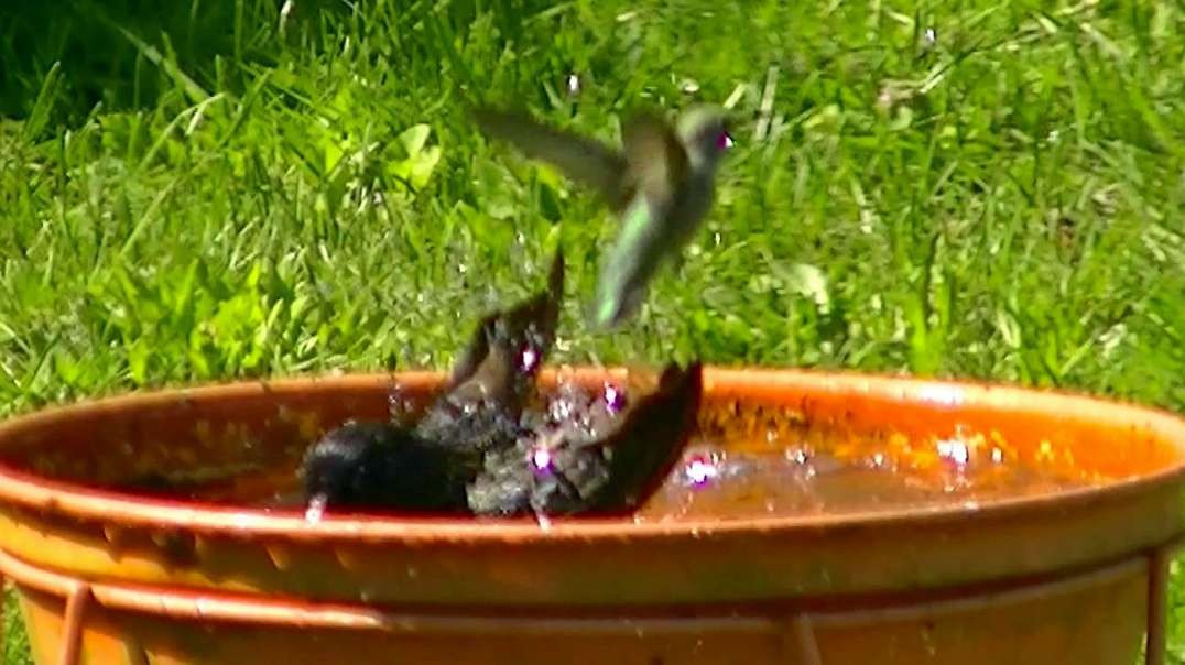 IECV NV #571 - 👀 A Hummingbird Stops By To See The European Starling Taking A Bath 😎 5-13-2018