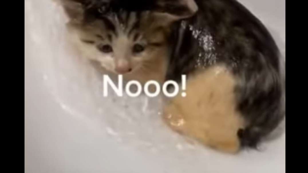 Dirty kitten takes bath for the first time and cries really loud🐱