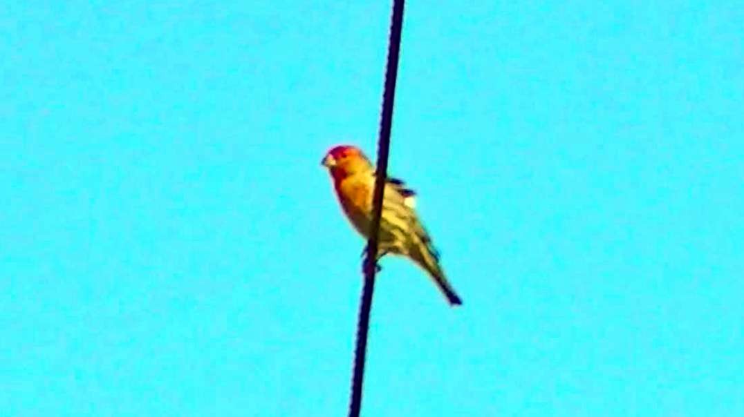 IECV NV #573 - 👀 Male House Finch Singing On The Wire 5-13-2018