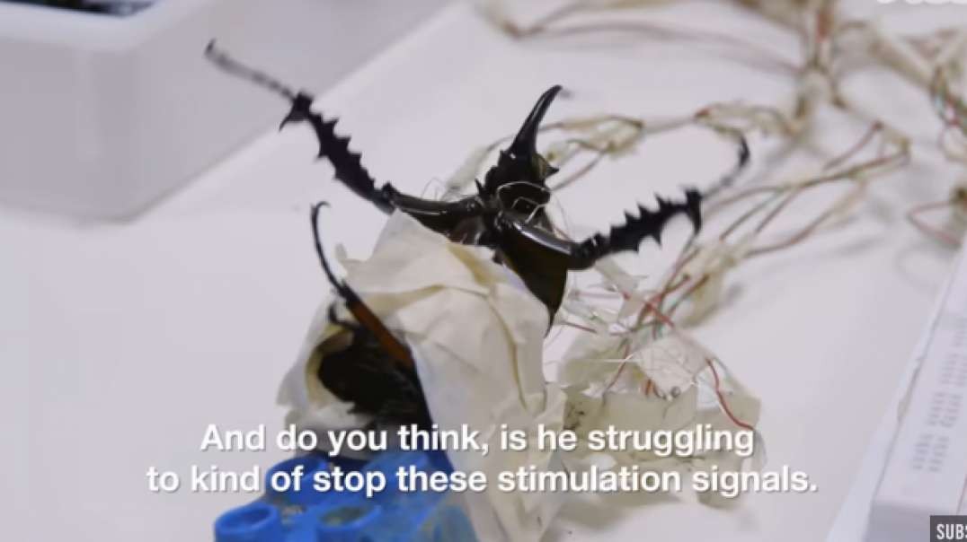 Singapore-s Remote-Controlled Cyborg Insects (Little Respect For Nature and Life)