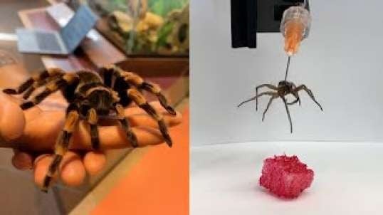 Turning dead spiders into robots
