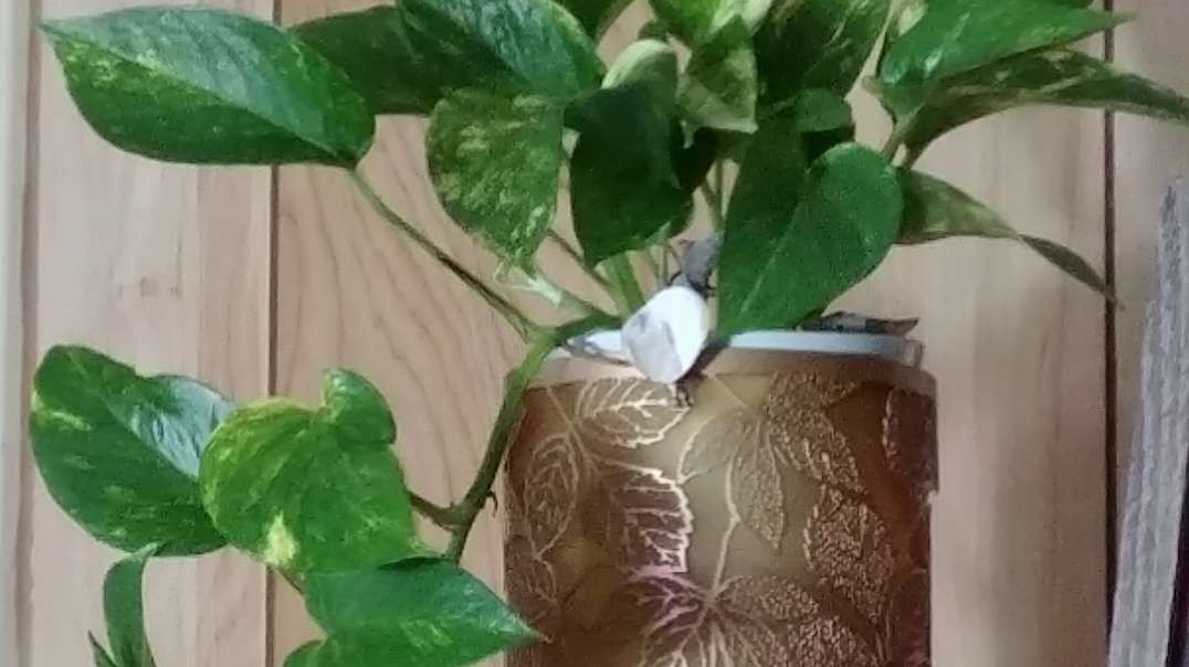 LET'S TALK HOUSEPLANTS: Pothos repotting & propagating, also, my miracle from last week