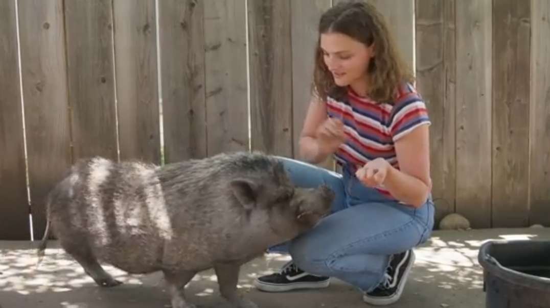 How one pig could feed a whole neighborhood for years