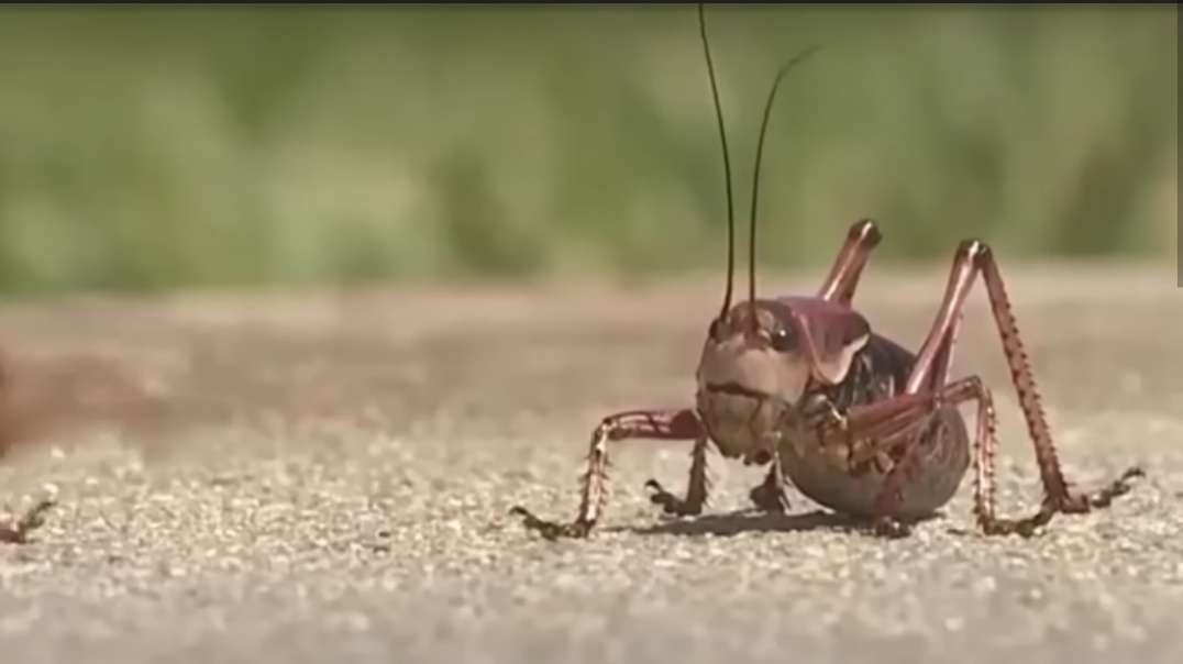 Truly Biblical' Swarms of Giant Cannibalistic Mormon Crickets Strike from Montan_low.mp4