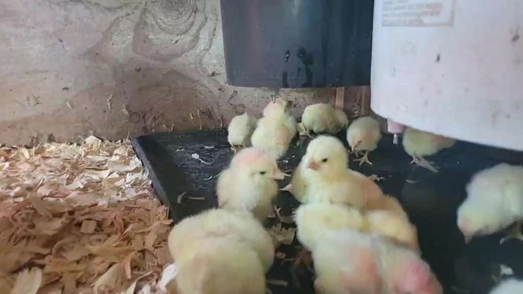 Meat For A Year! Baby Chick Day! 🐣  🐥