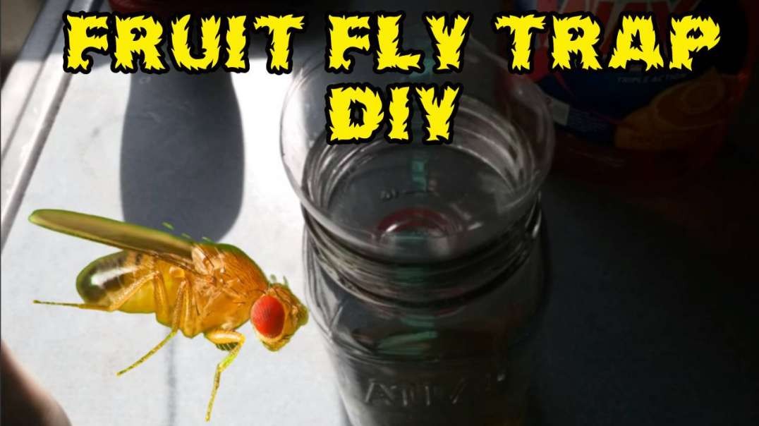 How To Make A Fruit Fly Trap DIY