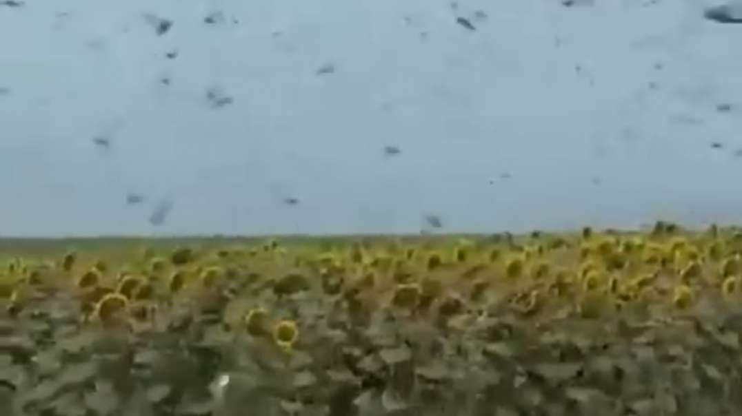 Famine is near! Giant swarms of locusts devour crops and ravage livestock feed across Russia
