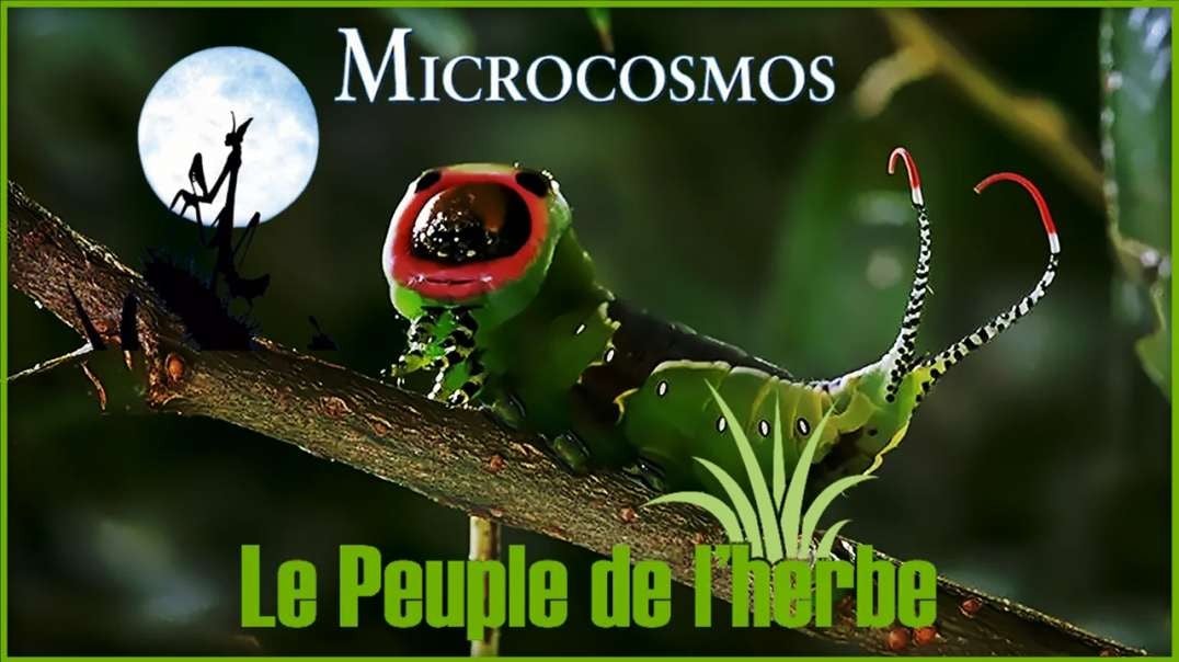 🎥 MICROCOSMOS - LE PEUPLE DE L'HERBE [Documentaire 1996]