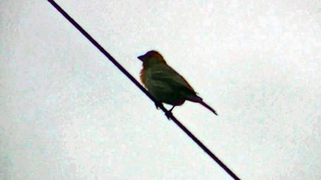 IECV NV #583 - 👀 Male House Sparrow Up On The Wire Singing It's Song 5-17-2018