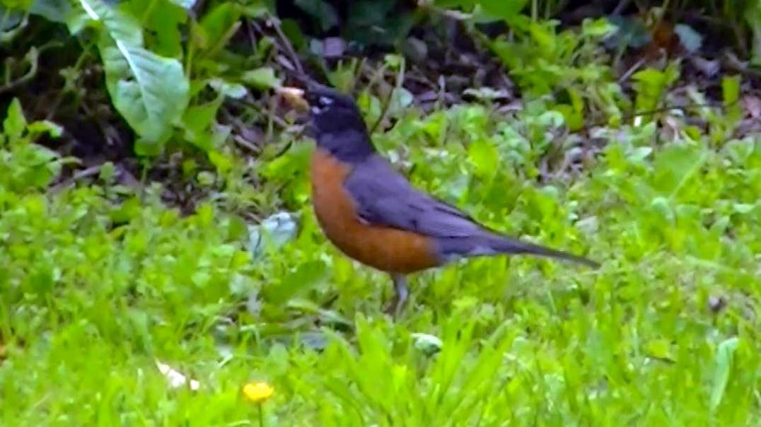 IECV NV #584 - 👀 American Robin In The Backyard 5-18-2018