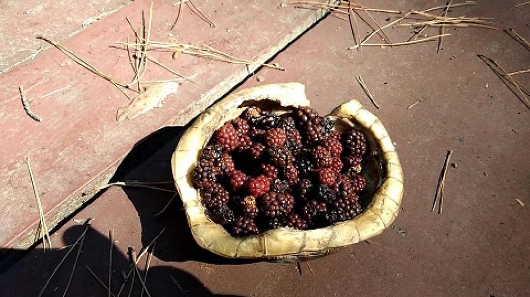 Blackberries Bitter Observe (Blackberry Raisins Recipe) c.mp4