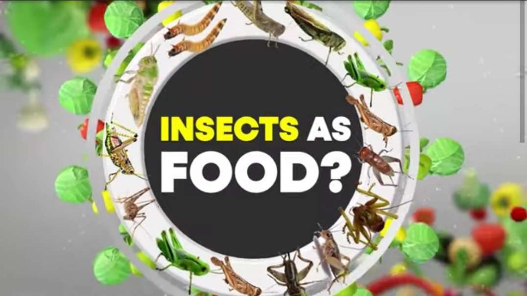 World of Food- Will we all eat insects soon_ _ WION Originals Teaser.mp4
