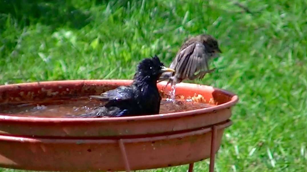 IECV NV #597 - 👀 European Starling & Young House Sparrow Taking A Bath 5-21-2018