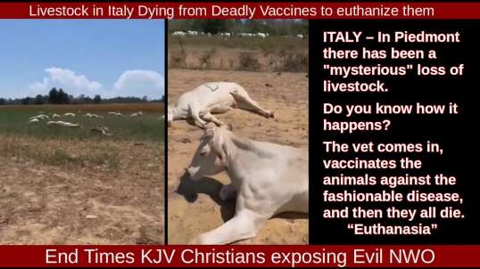 Livestock in Italy Dying from Deadly Vaccines to euthanize them