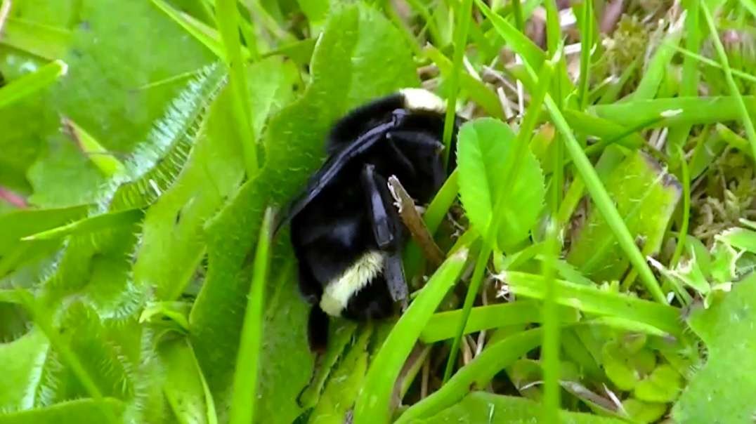 IECV NV #591 - 👀 Bumble Bee Just Sleeping In The Yard Very Tired 5-19-2018