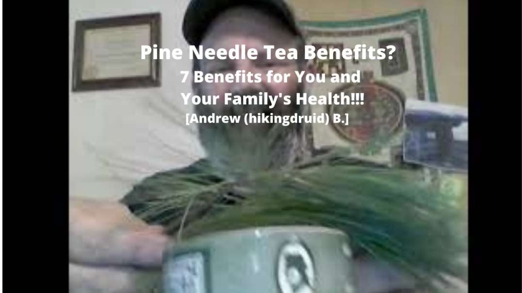 Pine Needle Tea Benefits 7 Benefits for you and your family's health!!! [Andrew (hikingdruid) B.]