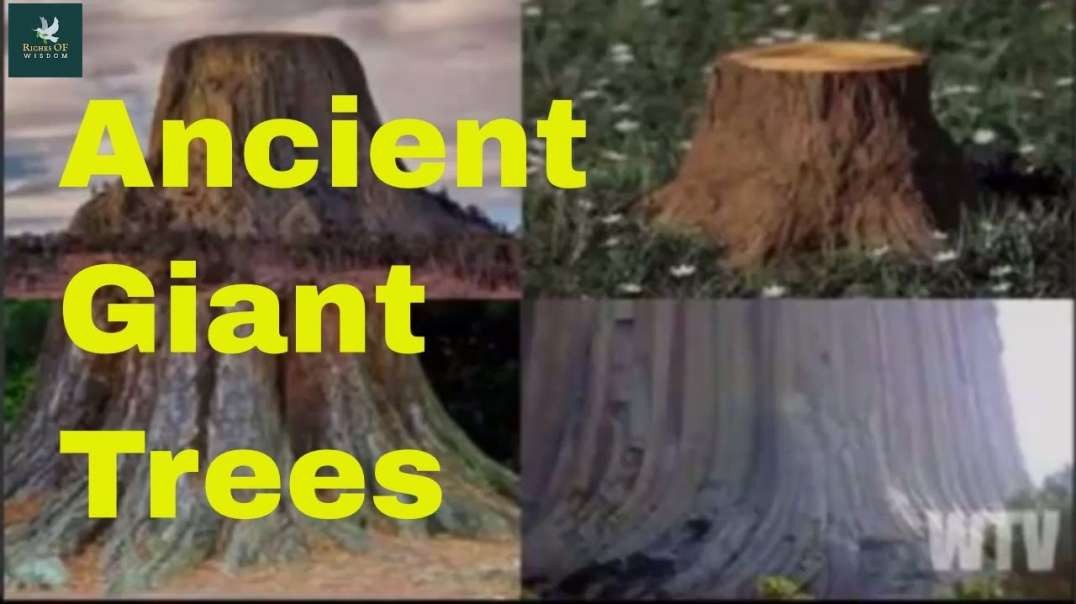 BIBLICAL TREES (part 1 & 2) Who cut down the trees_-S1HXY4s6WnuE_x264.mp4