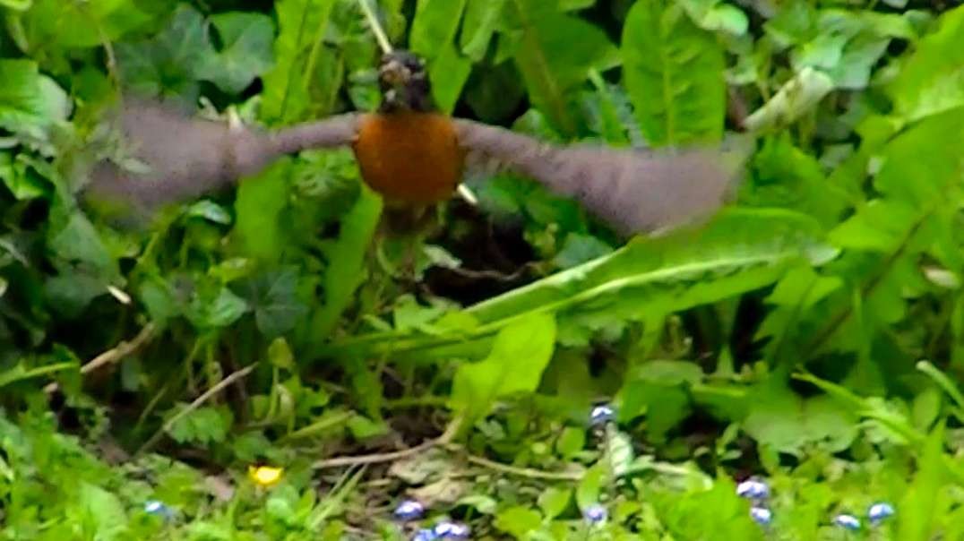 IECV NV #596 - 👀  American Robin🐦In The Backyard Looking For Worms 5-19-2018