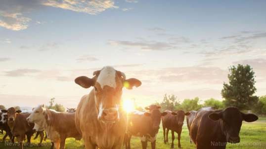 Intense DROUGHT driving Texas ranchers to sell off cattle herds