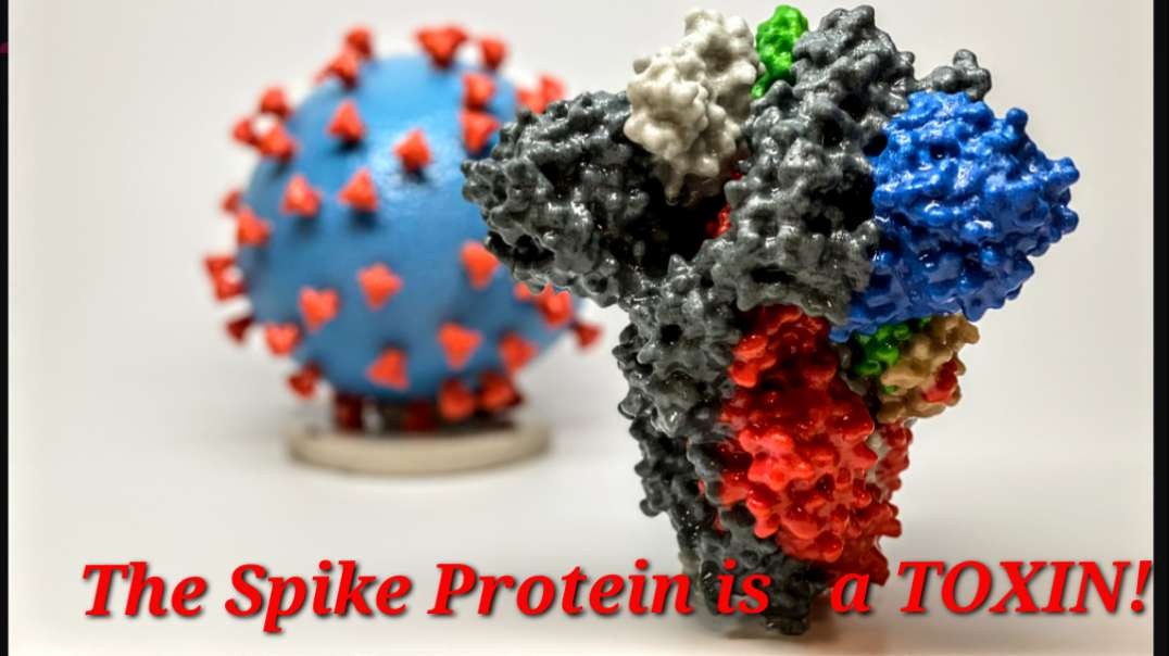 The Spike Protein is a TOXIN! Purposelly added to the Jewish Made pseudo-"vaccins", to kill the Human Race, according to their Satanic Plan of "World Population Reduction"