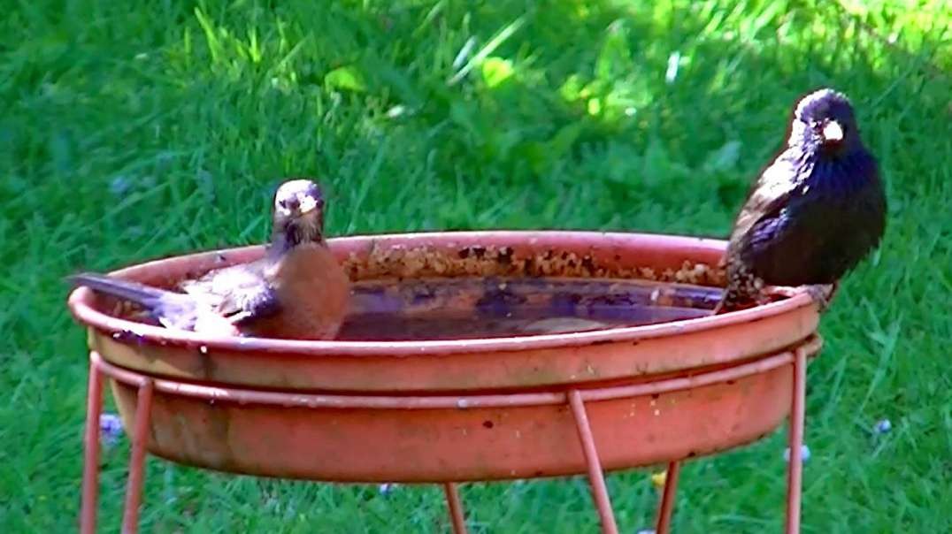 IECV NV #598 - 👀 Starlings, American Robins, House Sparrows Taking A Bath 5-24-2018
