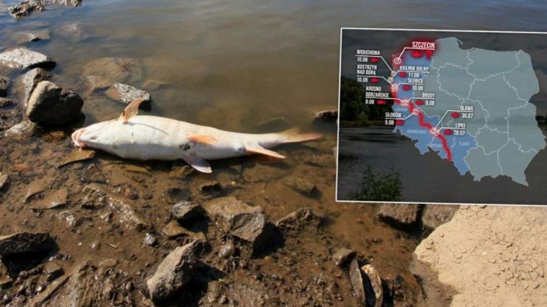 Government cover-up_ Poland’s second longest river, the Oder, has just died from toxic pollution – Mercury levels beyond imagination – 10 tons of fish dead – They knew since 2 weeks but did n
