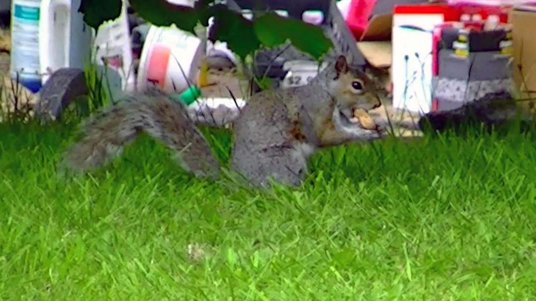 IECV NV #592 - 👀 Grey Squirrel 🐿️ Found A Peanut 🥜And A Beautiful Yellow Rhododendron 5-19-2018