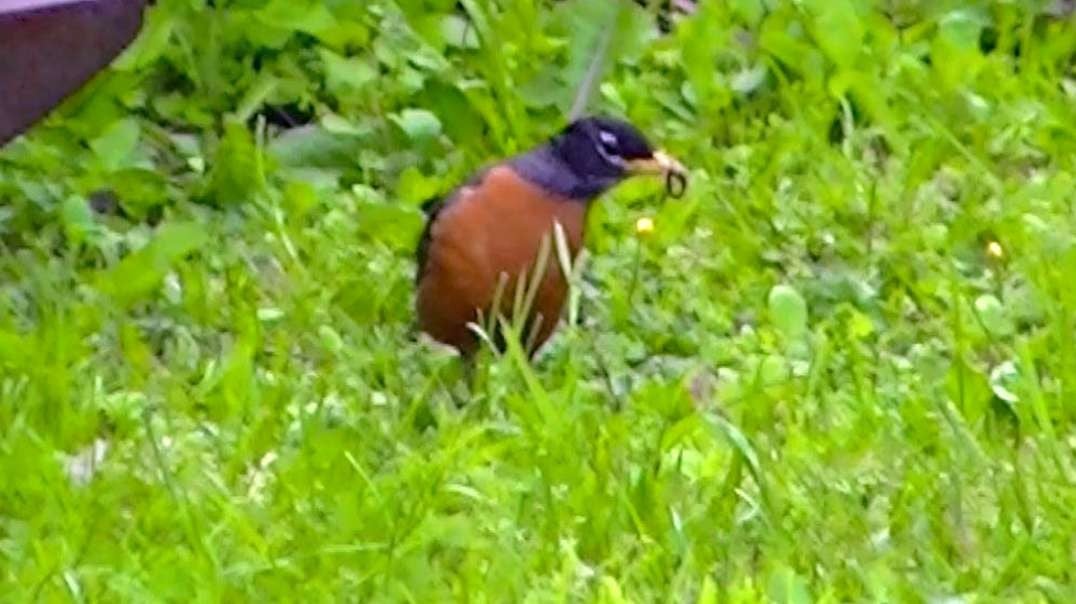 IECV NV #589 - 😉 American Robin In The Backyard Searching For Worms 5-18-2018