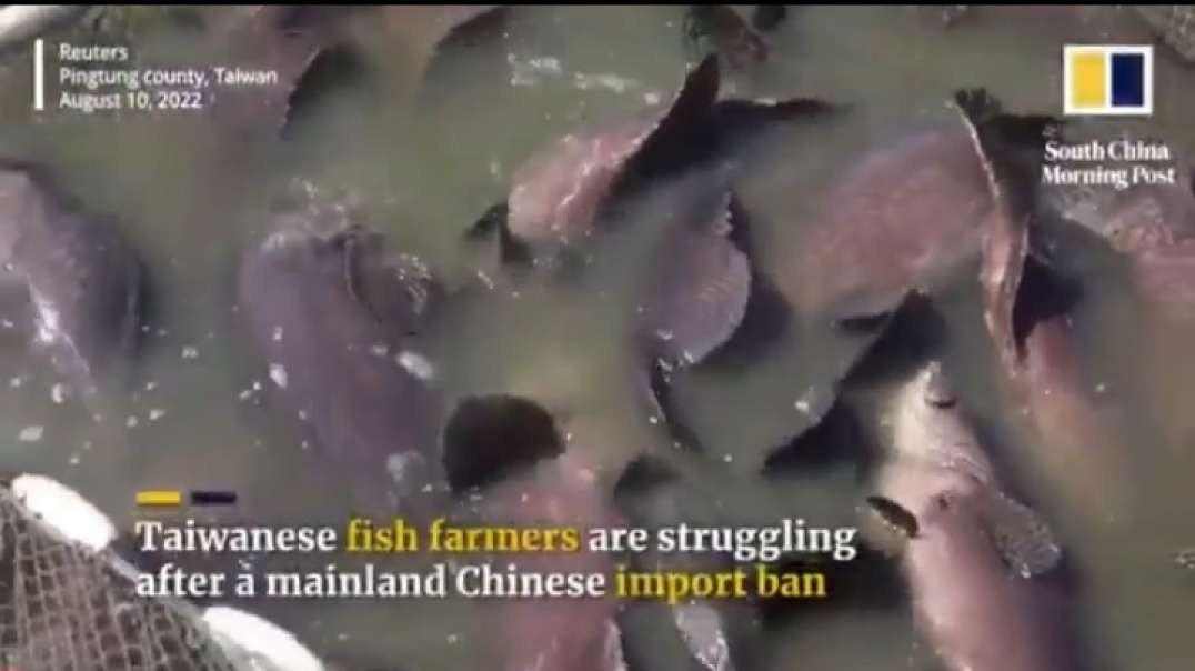 Taiwanese fish farmers hit hard by China trade ban.mp4
