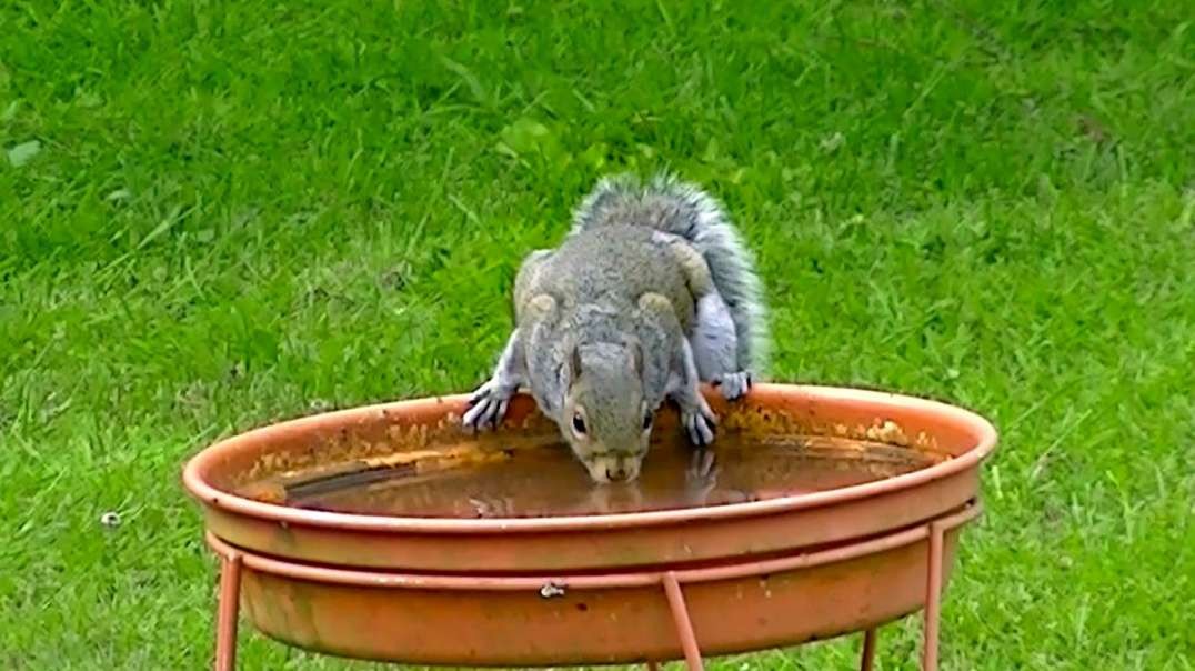 IECV NV #594 - 👀 Thirsty Squirrel Drinking At The Bird Bath 🐿️5-19-2018