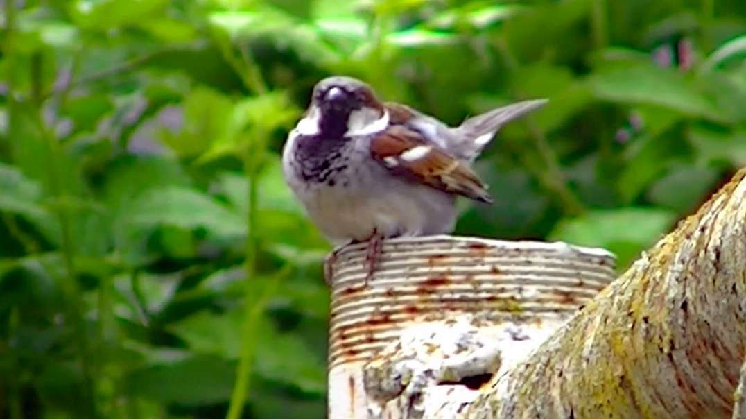IECV NV #593 - 👀 House Sparrows Out Back 5-19-2018