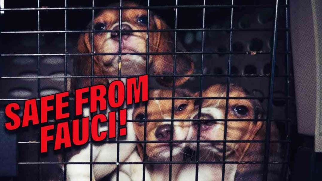 HIGHLIGHTS - Puppy Power! Fauci Fails To Murder Innocent Puppies For "Science"