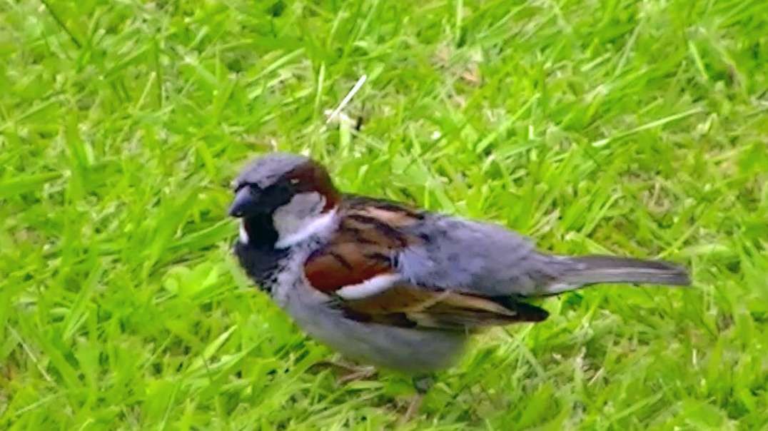 IECV NV #595 - 👀 Male House Sparrow Looking For Food 5-19-2018