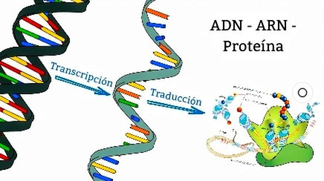 The mRNA "Covid Vaccin" Poison MODIFIES (Degenerates towards an Ape stadium) our DNA, permanently, and transmits itself to all our future generations. The "vaccin" it'