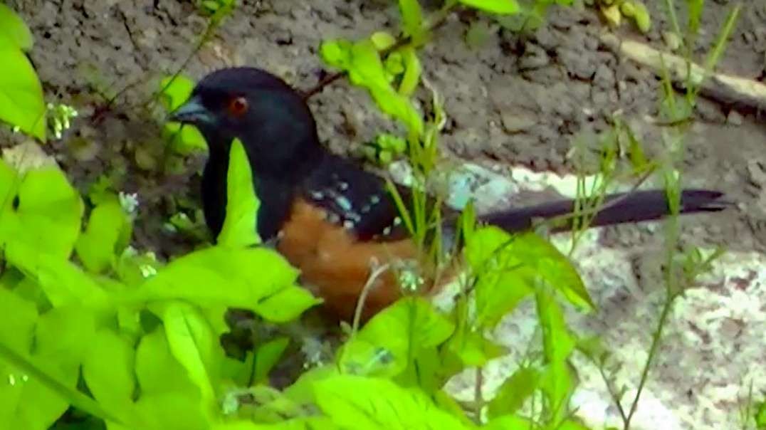 IECV NV #610 - 👀 Eastern Spotted Towhee 6-4-2018